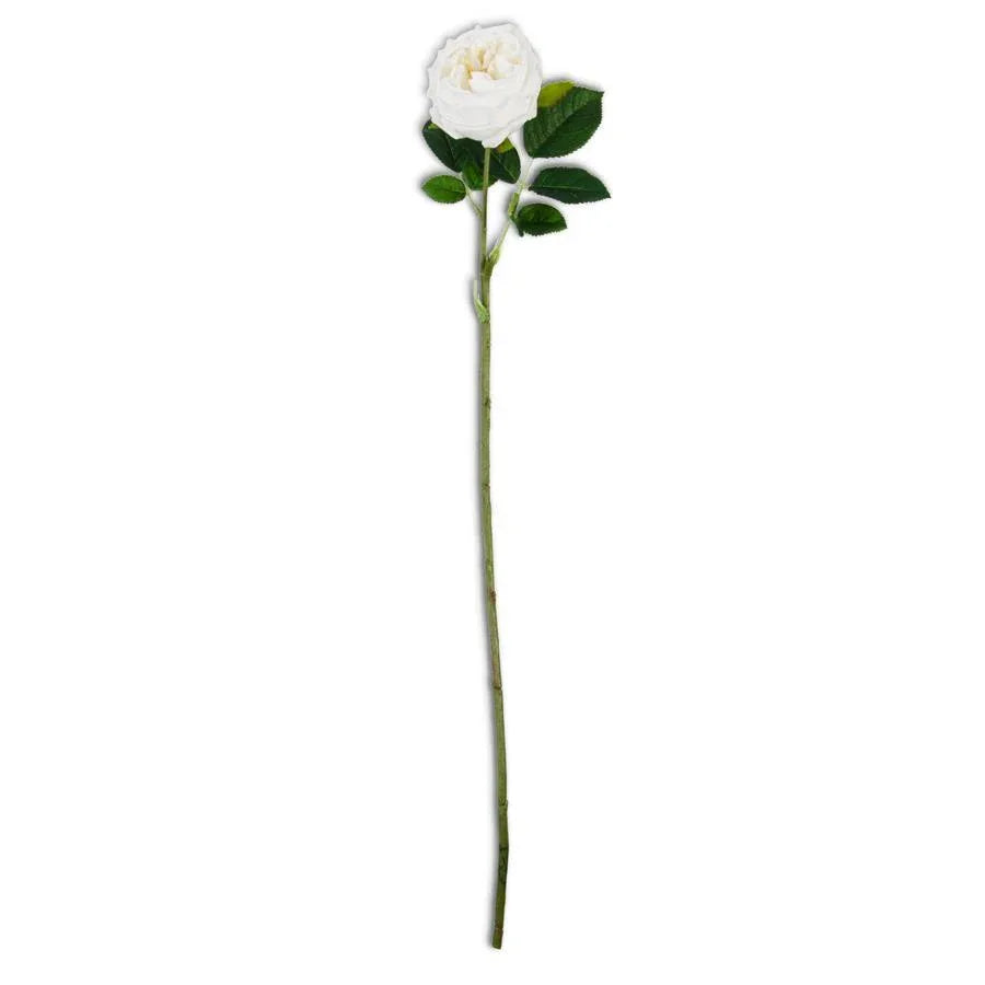 Single white rose with green leaves on a white background