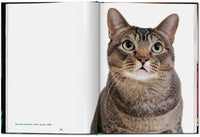 Photograph of a striped tabby cat from Walter Chandoha Cats Photography book