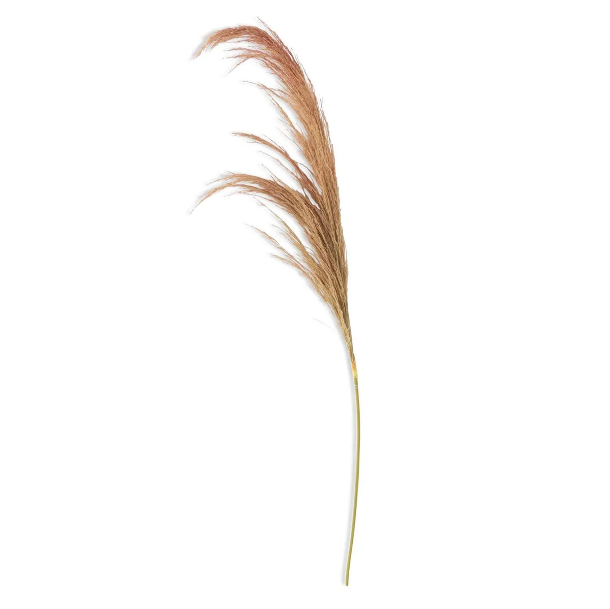 45" Dried Beige pampas stem grass on a white background faux greenery Decor