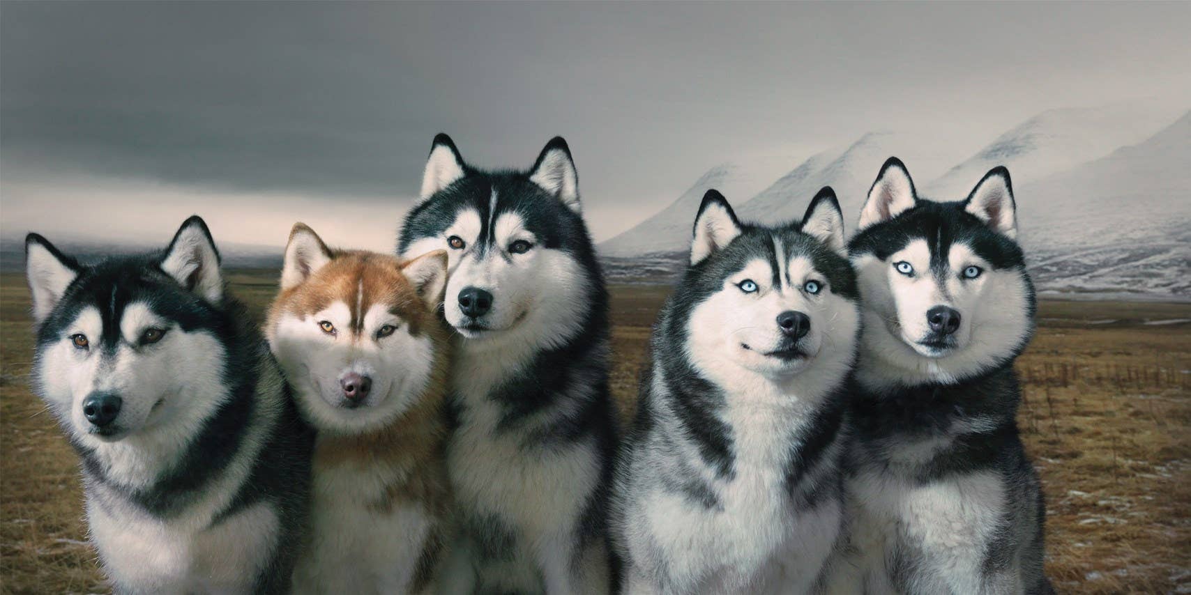 Five huskies standing together with a mountainous landscape in the background
