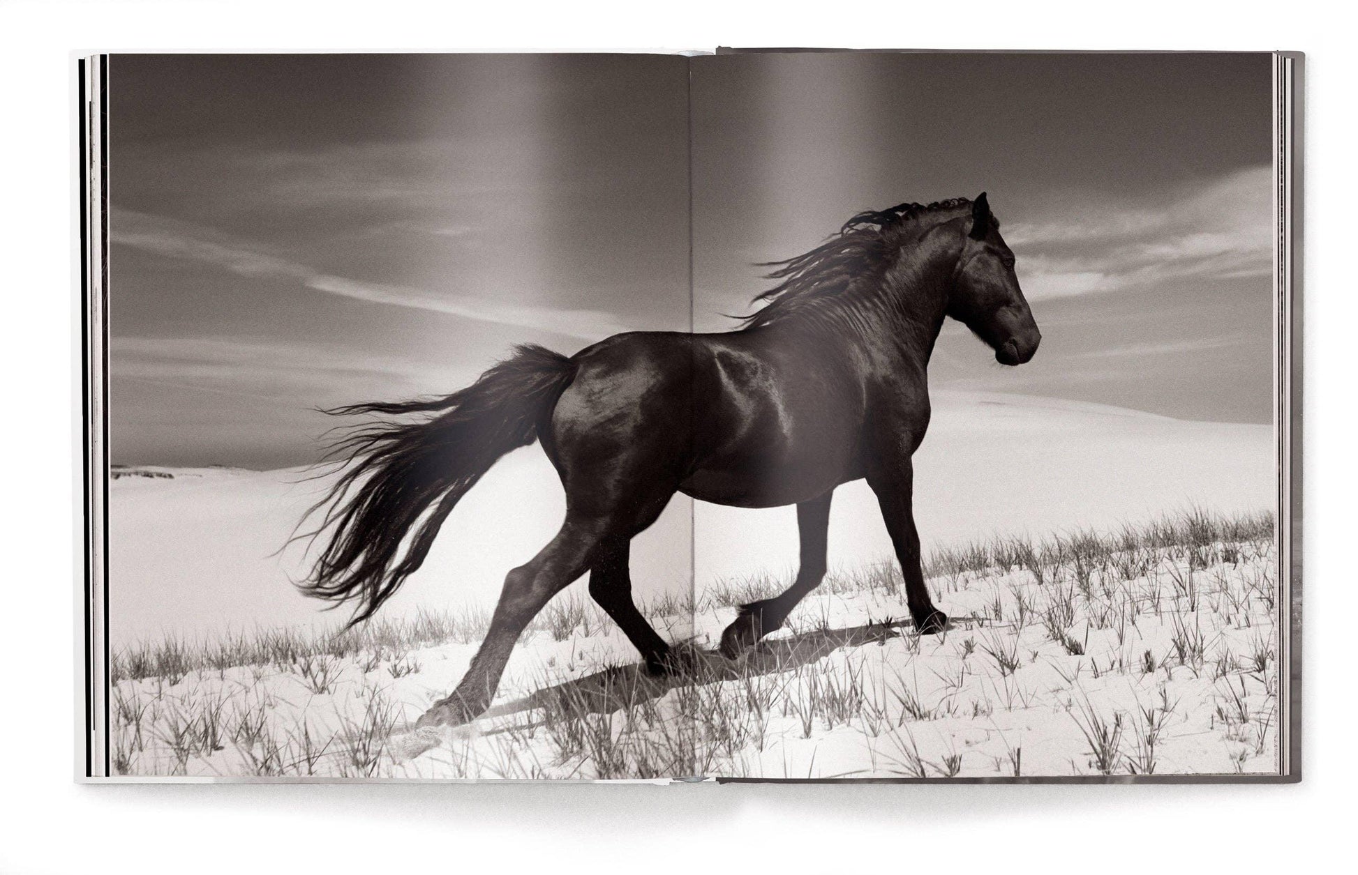 Open book showing a black and white photograph of a horse running in a field Equestrian Decor