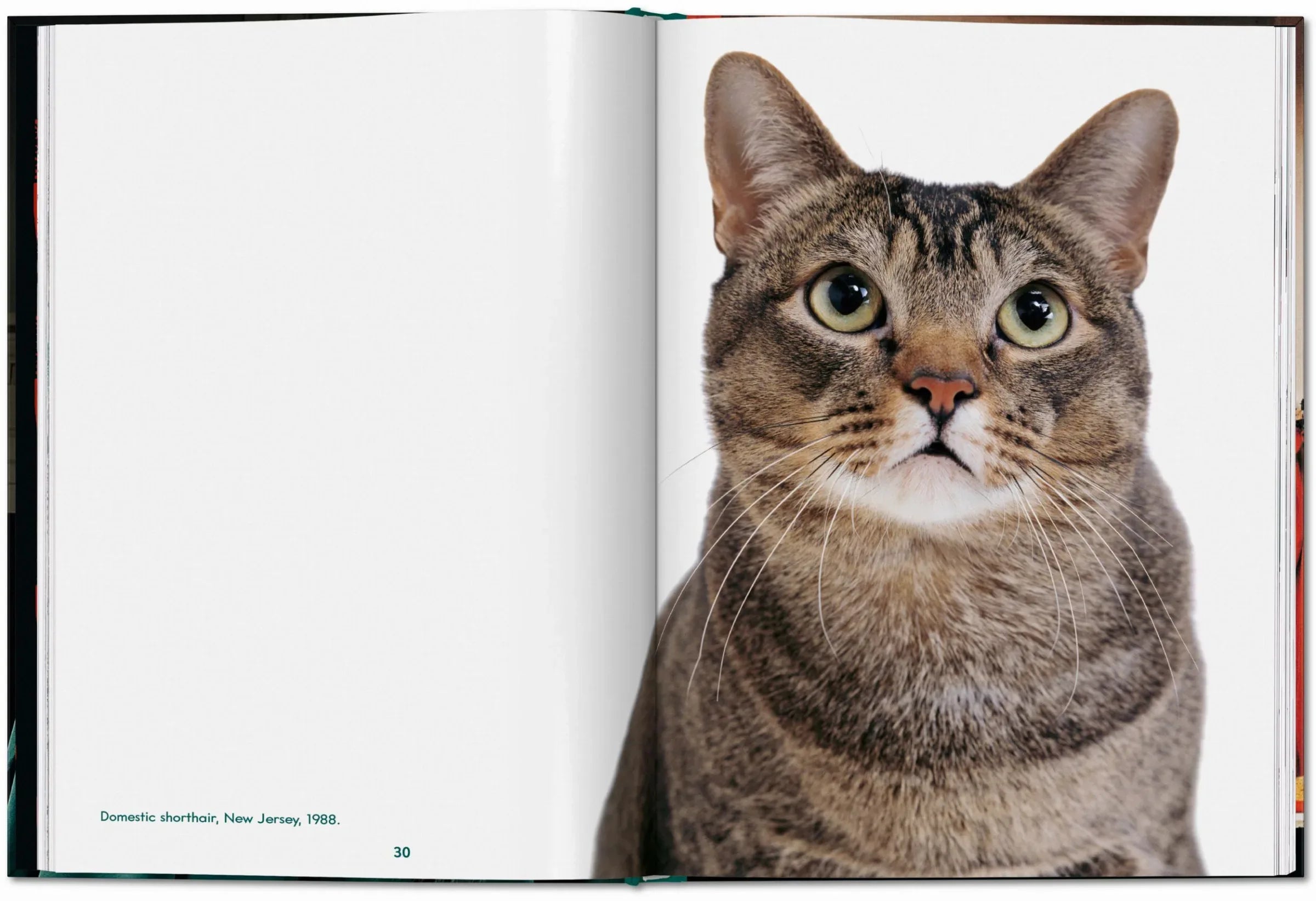 Open book with a cat's face on a white background