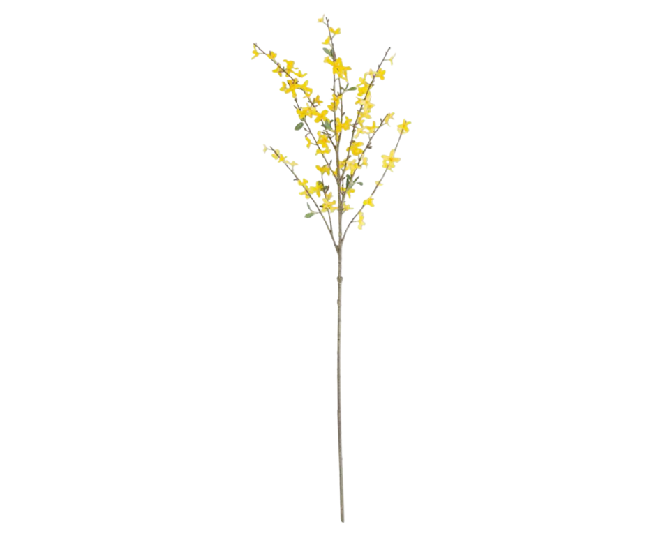 Forsythia Stem