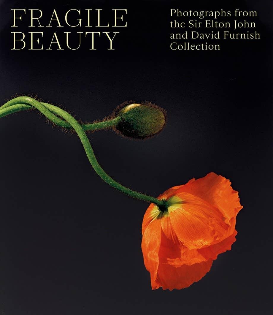 Book cover of 'Fragile Beauty' with an orange flower and green stem on a black background.