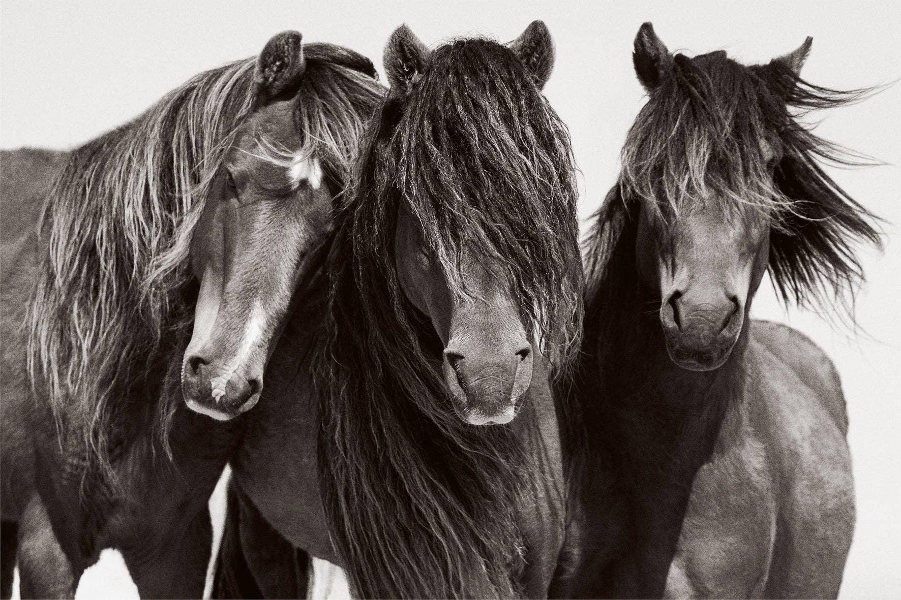 Three horses standing close together with a neutral background - Gift for Horse Lovers Horses From Around the World Books