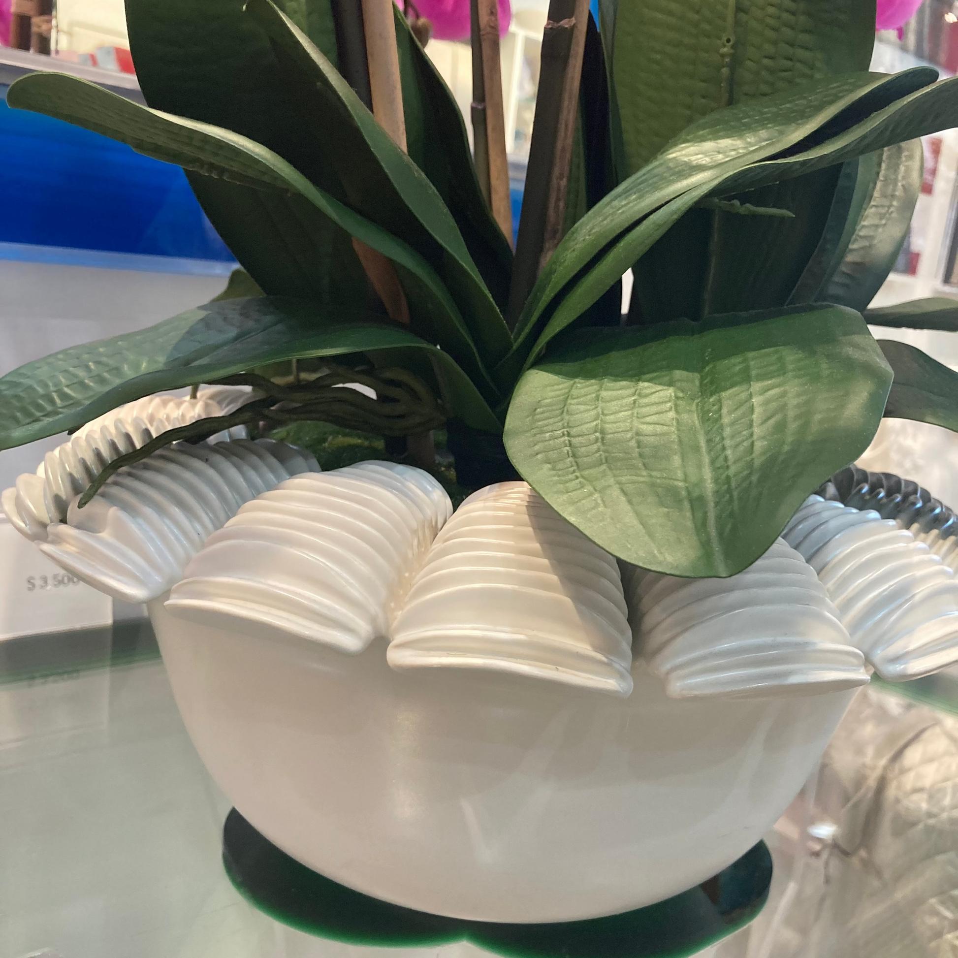 Potted plant in a decorative shell-like pot on a reflective surface