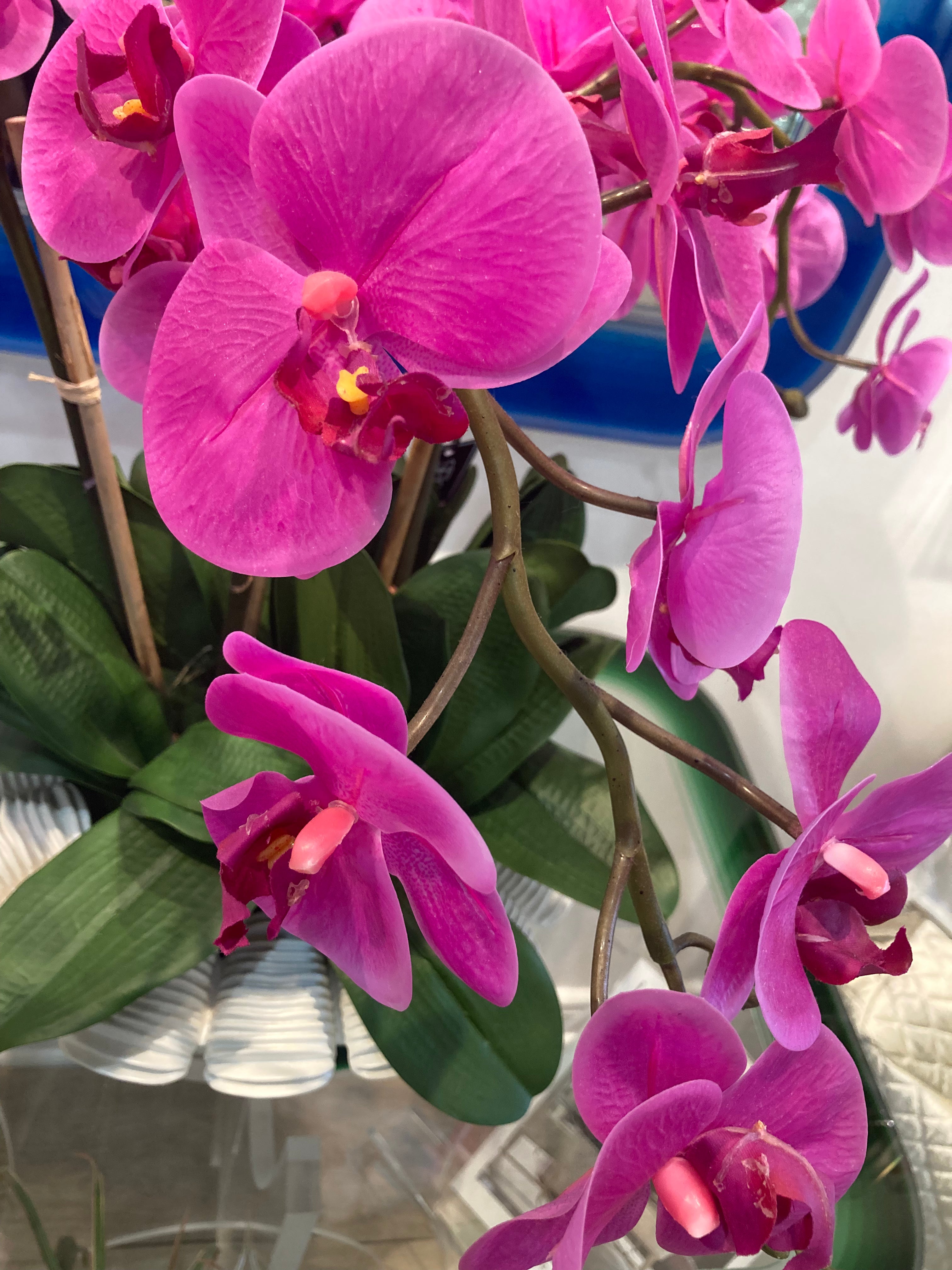 Close-up of vibrant pink orchids with a blurred background