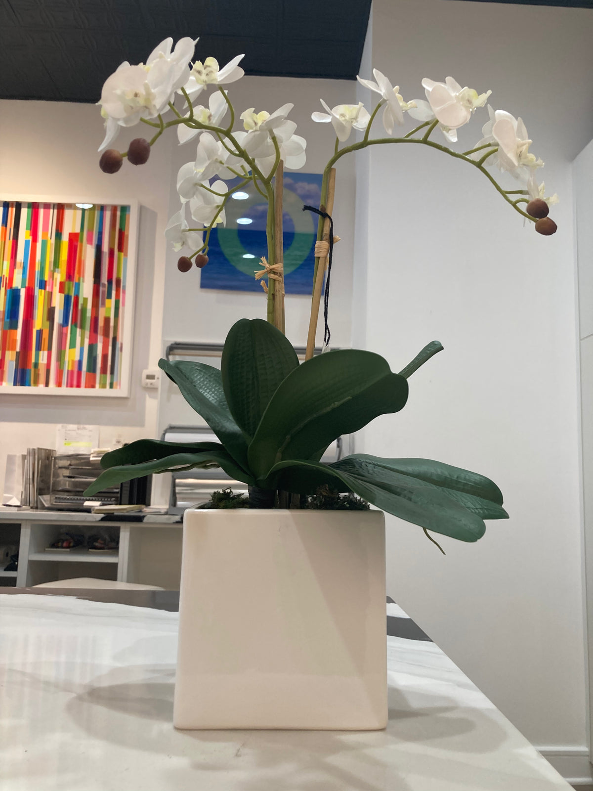 White Orchid Arrangement