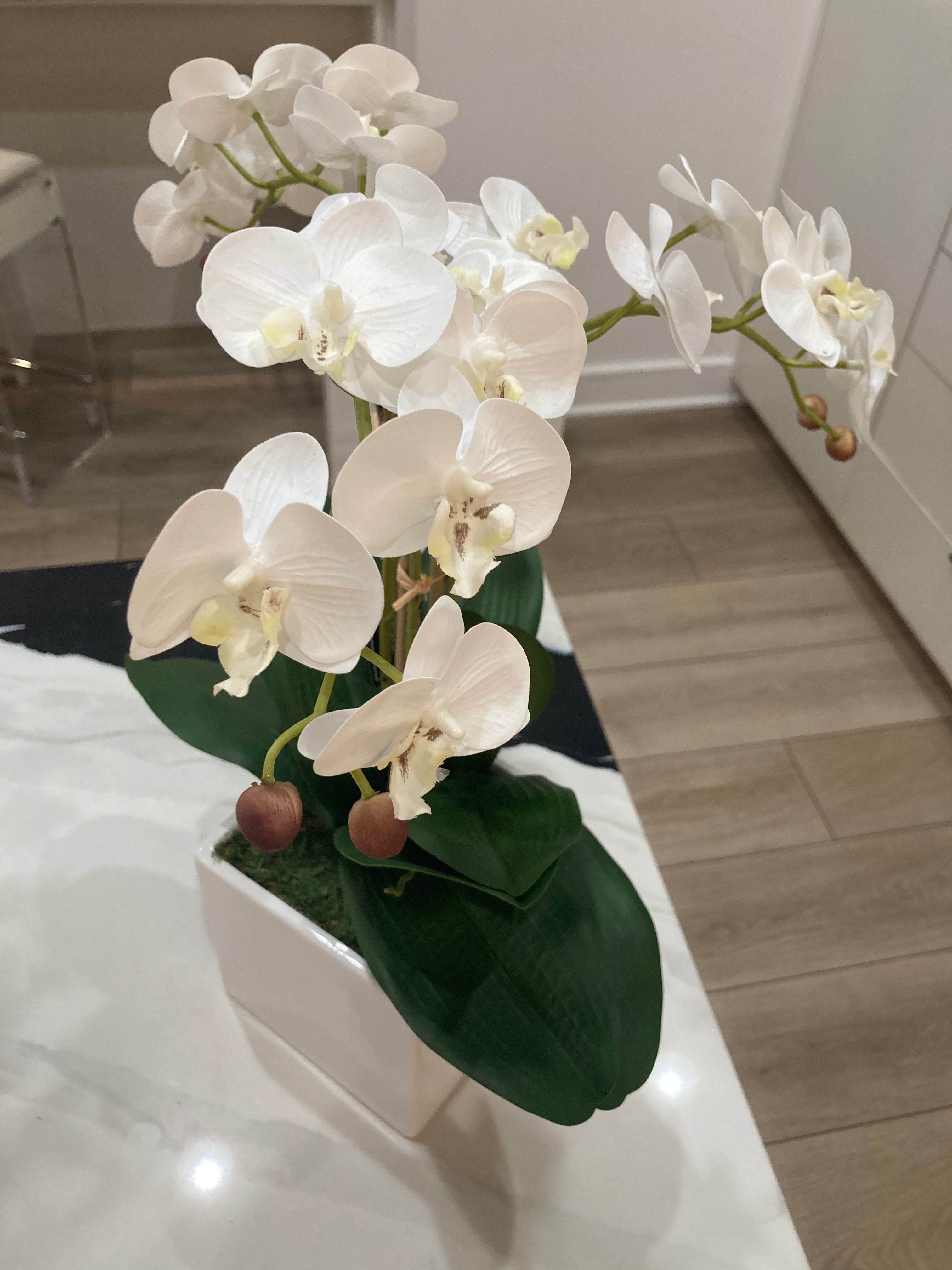 White Orchid Arrangement