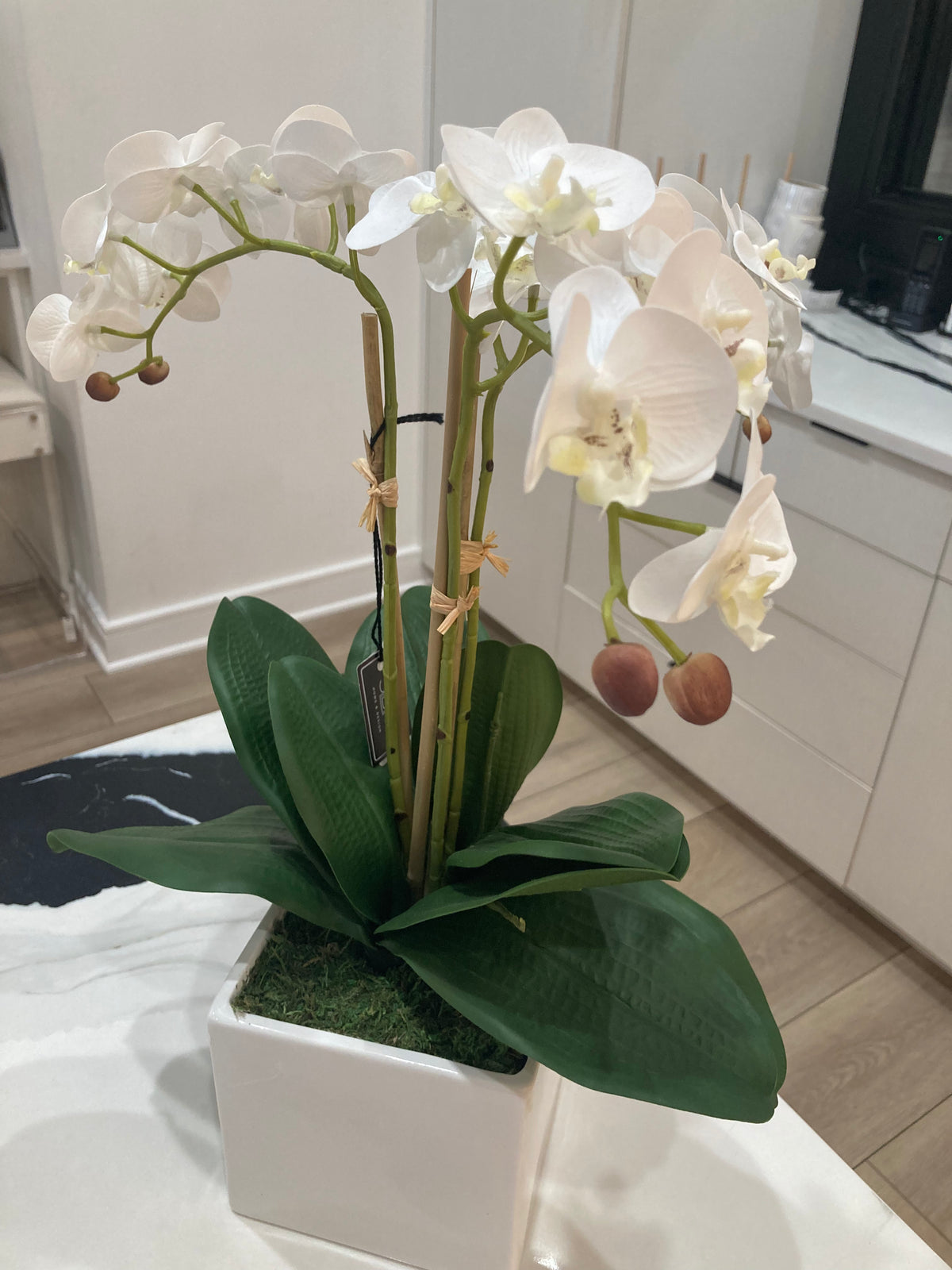 White Orchid Arrangement