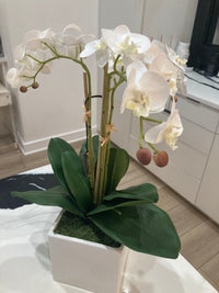 White Orchid Arrangement