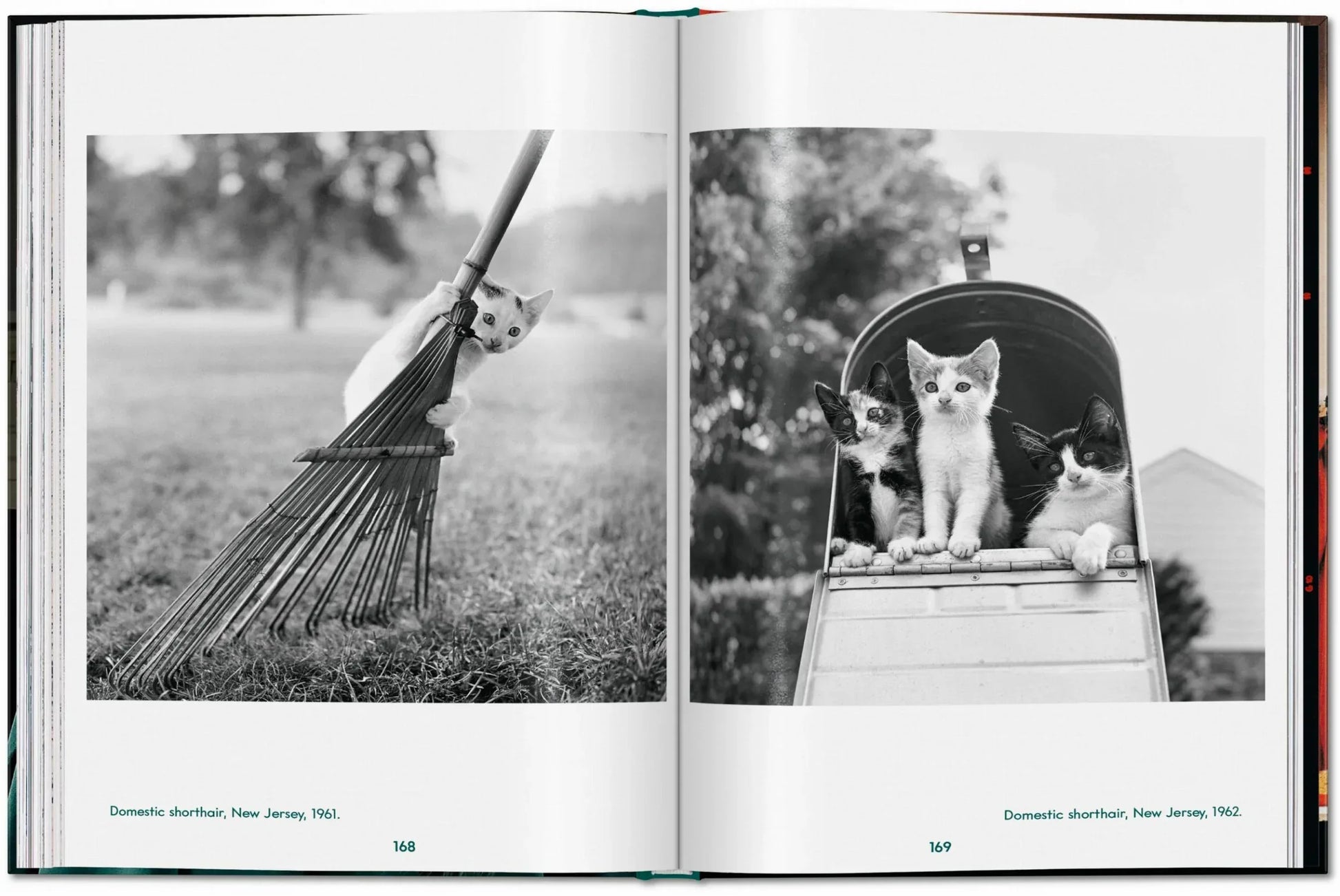 Open book showing two black and white photos of cats: one with a broom and another in a cart.