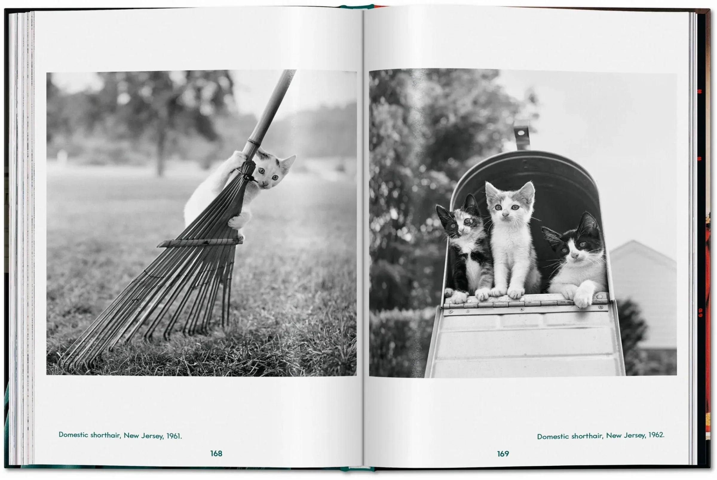 Open book showing two black and white photos of cats: one with a broom and another in a cart.