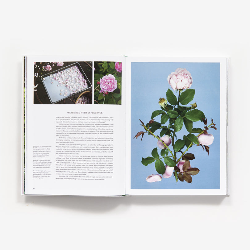 The Scentual Garden: A Guide to Fragrant Plants