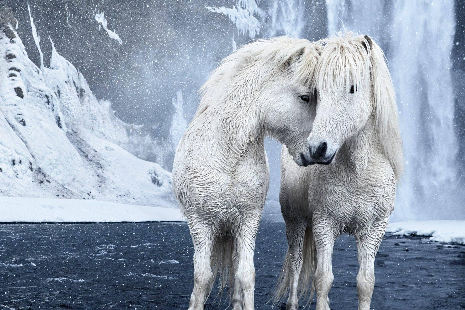 Two white horses standing close to each other in a snowy landscape with a waterfall.