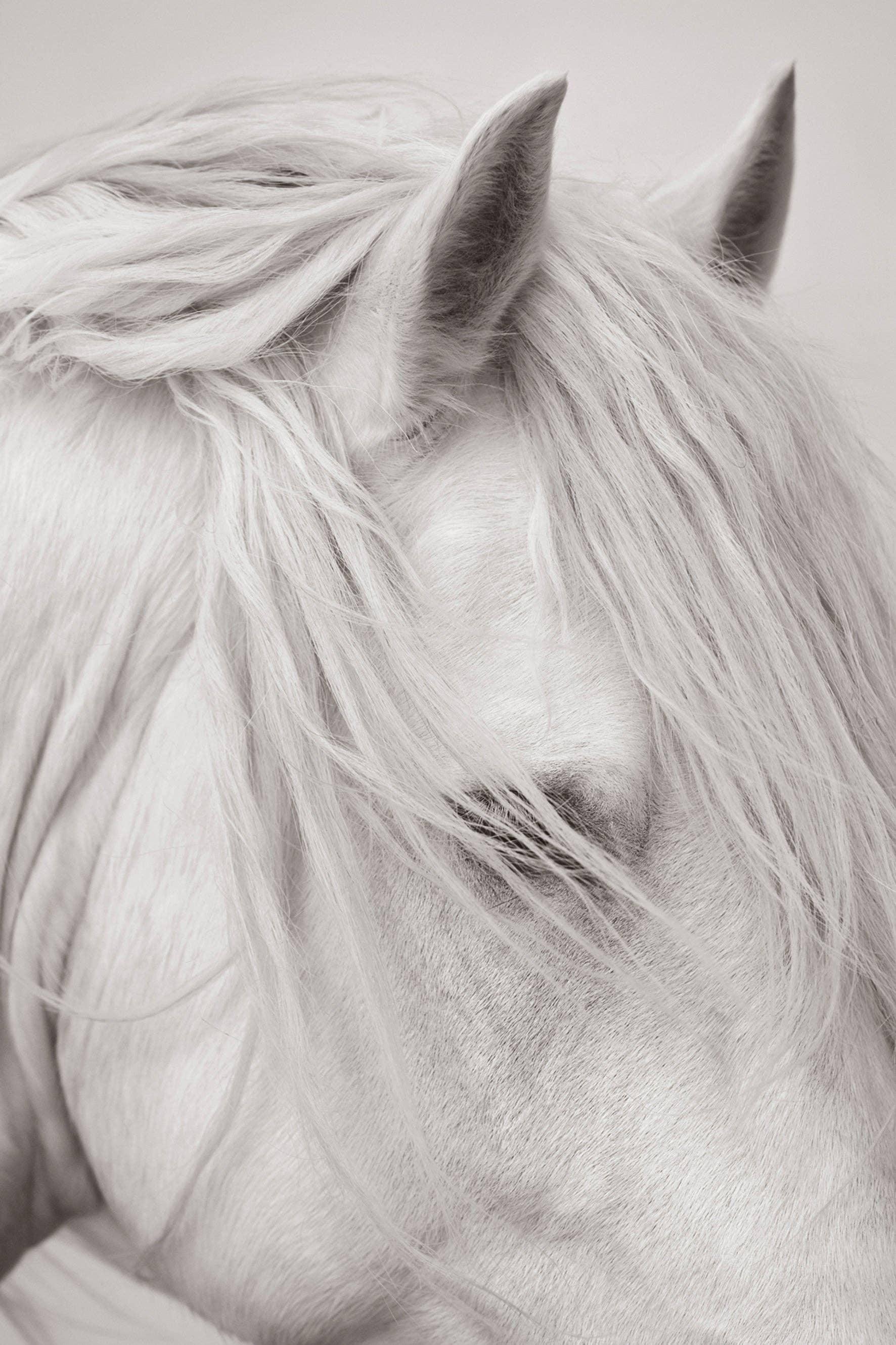 Close-up of a horse's head with detailed mane and ears on a light background Equestrian photography tribute