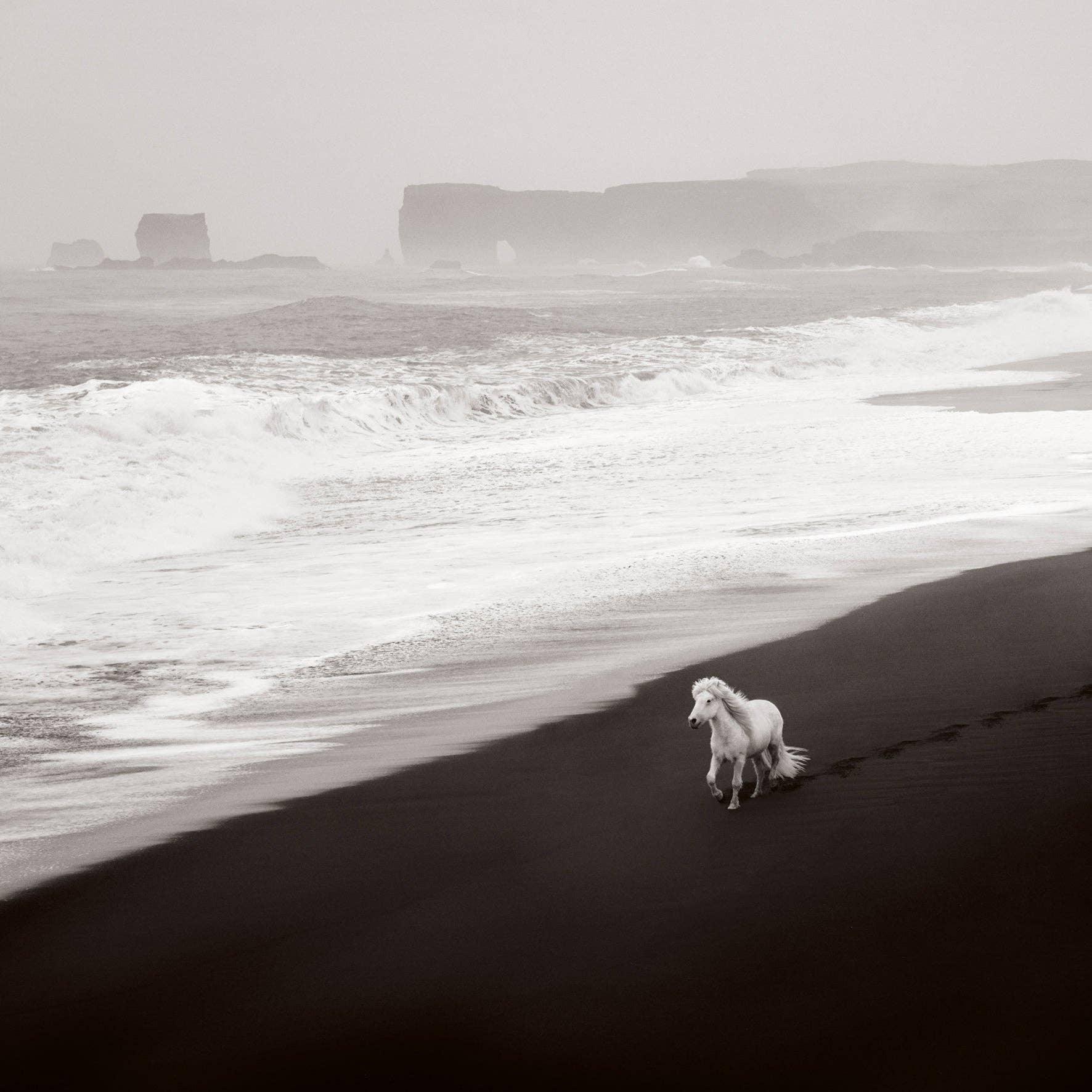 White horse on a black sand beach with ocean waves and misty landscape Untamed Spirits Horses, Horse Photography Book