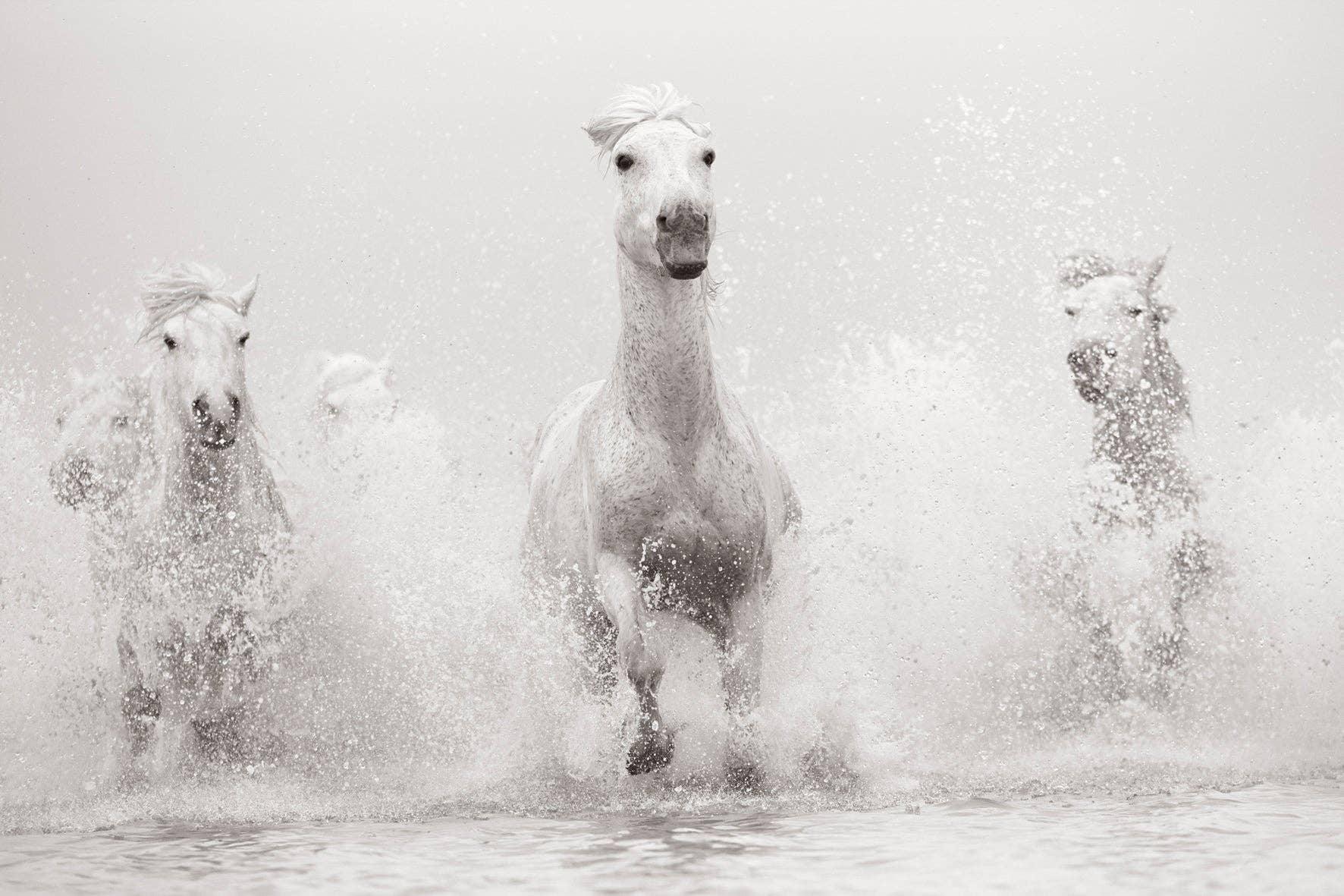 White horses running through water on a foggy day photography volume