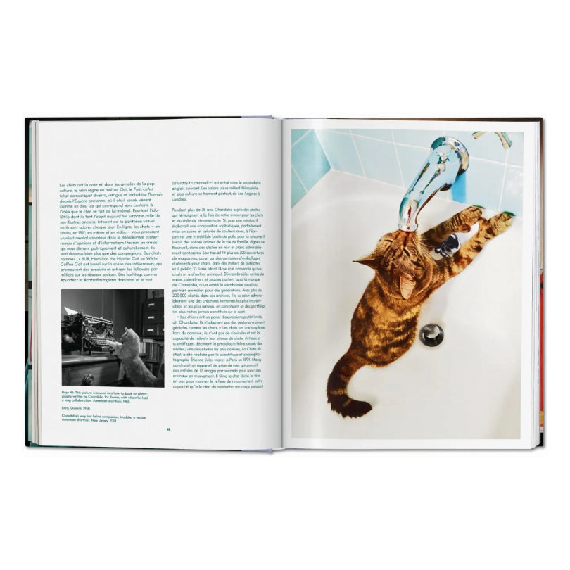 Walter Chandoha: Cats. Photographs 1942–2018