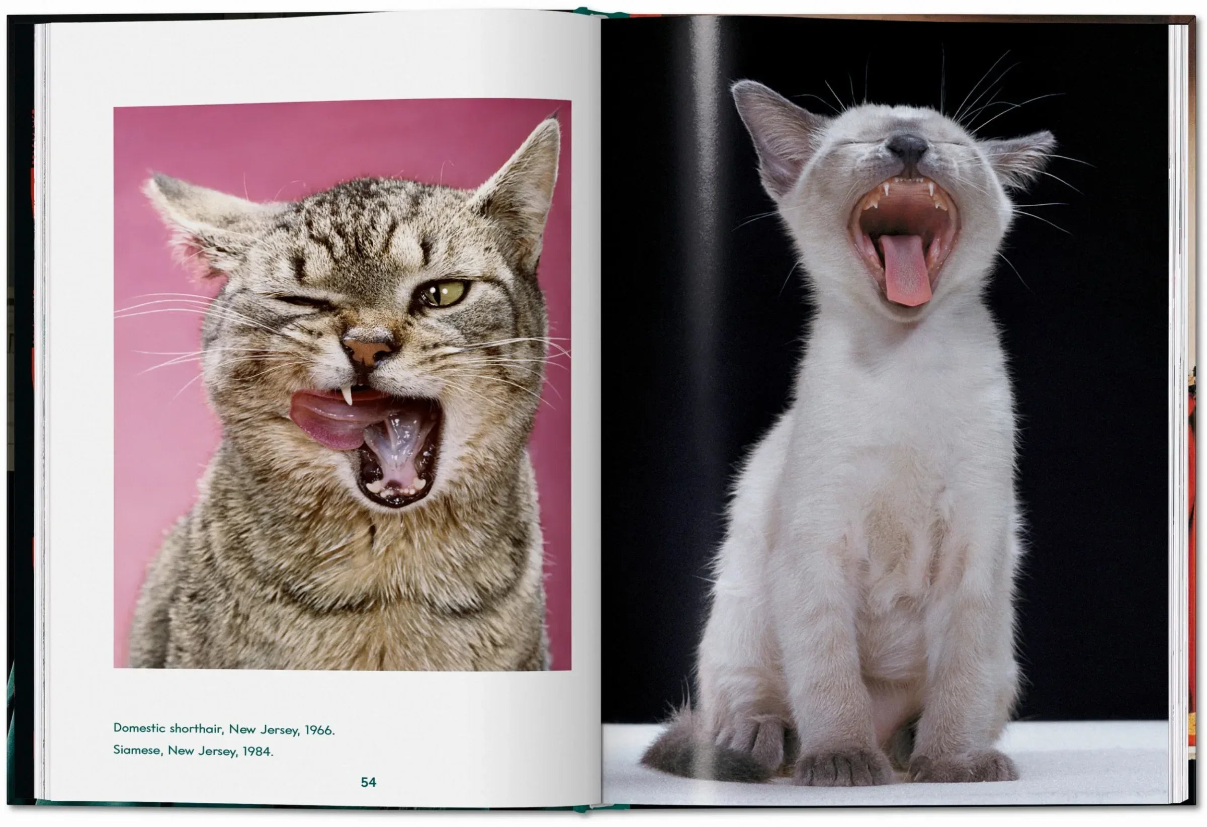 Open book showing two cats with open mouths yawning on a pink and black background