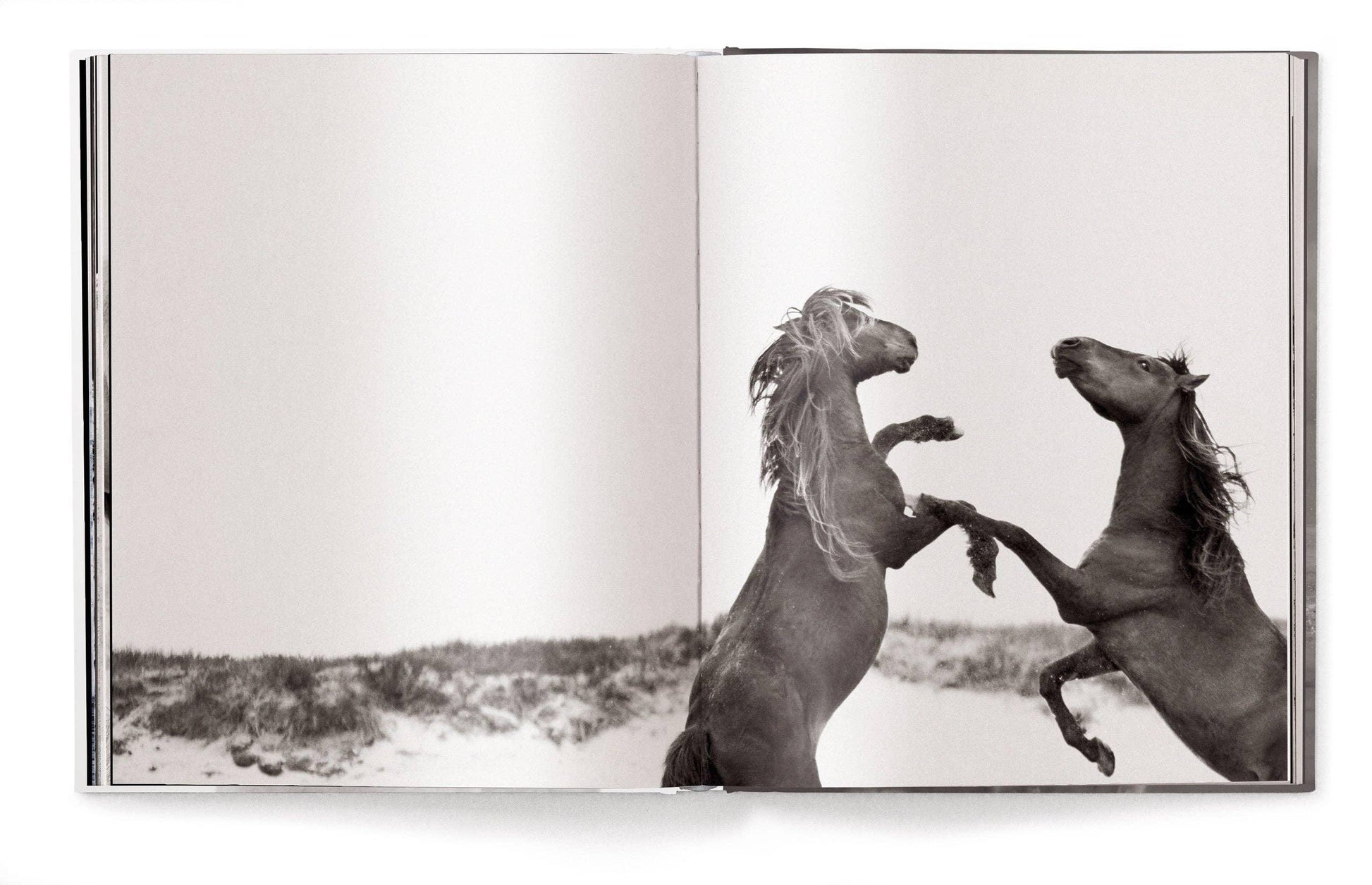 Open book showing a black and white photograph of two horses rearing against a plain background Wild Horses Art, Luxury Nature Book